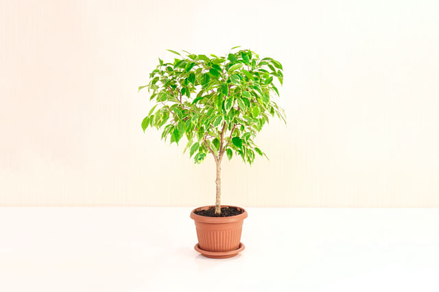 How to care for a Weeping Fig (Ficus Benjamina)