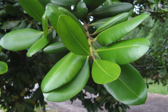 Arbre mature de ficus elastica