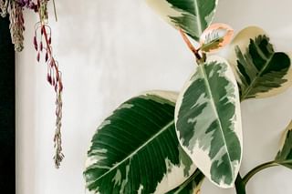 Rubber tree (Ficus Elastica) Rubber tree (Ficus Elastica)