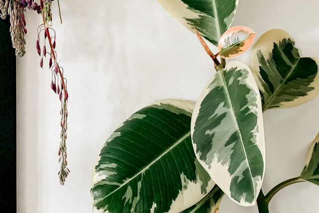 Feuilles de Ficus Elastica au soleil