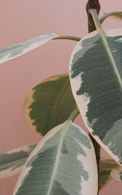 How to care for a Ficus Elastica (Rubber Tree)