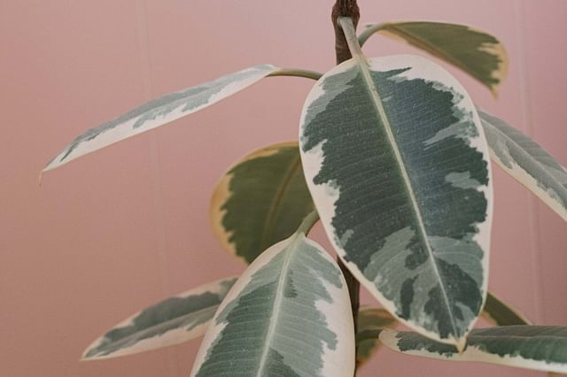 Ficus Elastica Water-colored leaves