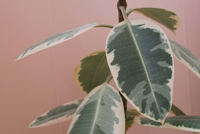 Ficus Elastica Waterkleurige bladeren