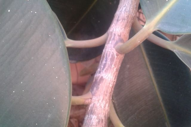 Ravageurs sur un ficus elastica