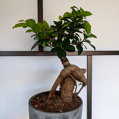 Grafted Ficus Ginseng Bonsai Tree, With Pot, 8 Pot, Houseplant