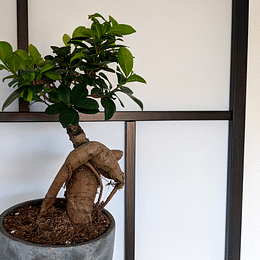 to care a Ficus Bonsai Tree (2023)