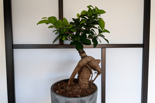 Ficus Ginseng in pot Ficus Ginseng in pot