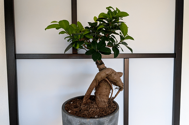 How to take care of a Ficus Ginseng Bonsai Tree