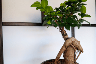 Sunlight exposure for a Ficus Ginseng Sunlight exposure for a Ficus Ginseng