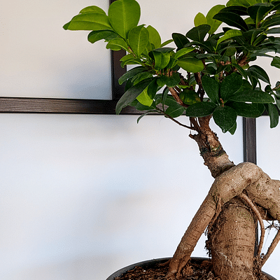 WLplants - 2x Kamerplant Ficus Ginseng - Bonsai Boompje - ± 30cm hoog - 12cm diameter - in groene sierpot