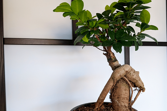 Sunlight exposure for a Ficus Ginseng