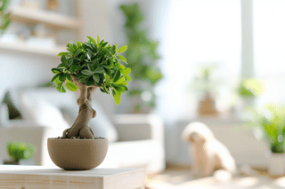 Ficus Ginseng with pets Ficus Ginseng with pets
