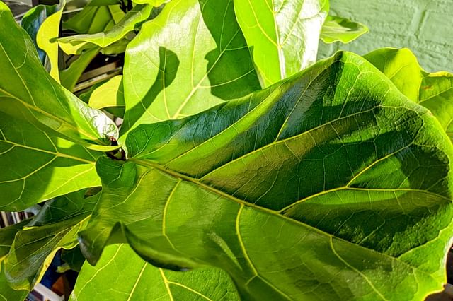 Ficus Lyrata leaf in sun