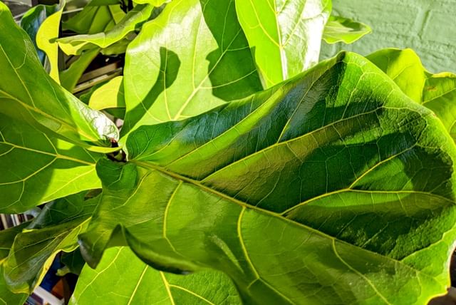 ficus-lyrata-leaf-in-sun.jpg