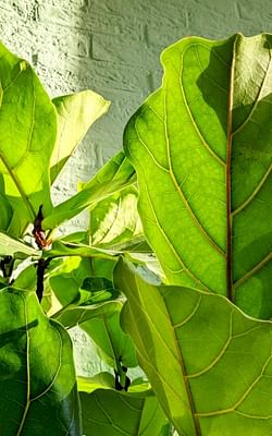 How to take care of a Ficus Lyrata