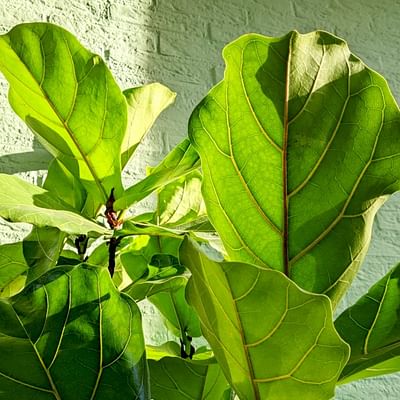 Ficus Lyrata