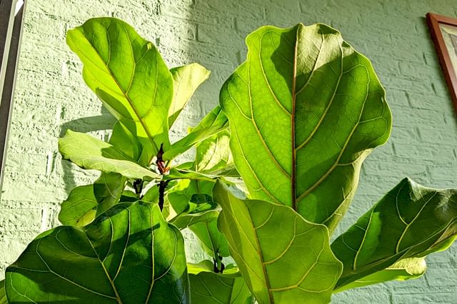 Ficus Lyrata leaves