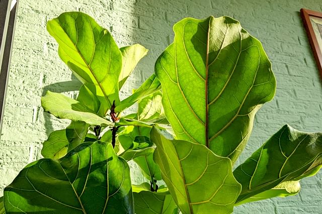 De ultieme gids voor de verzorging van een Ficus Lyrata