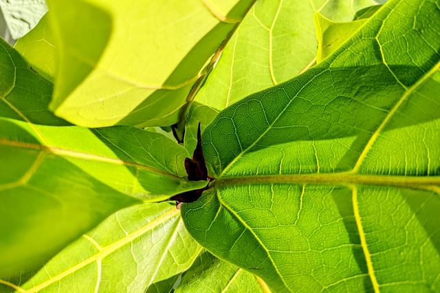 Ficus Lyrata new leaf