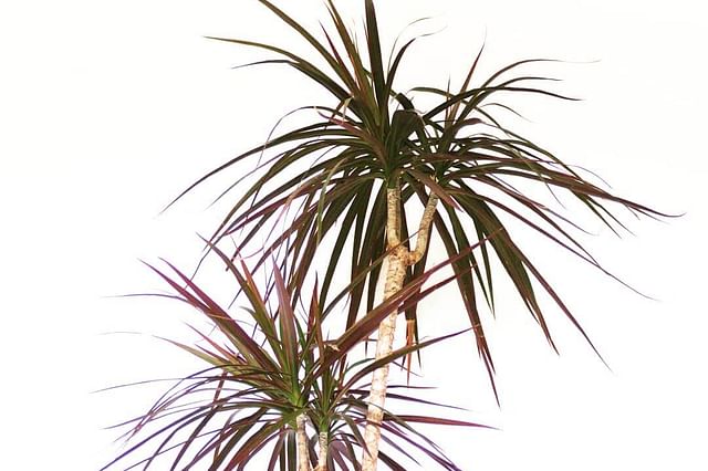 The ultimate guide for Dracaena plant care