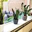 The five easiest houseplants for beginners