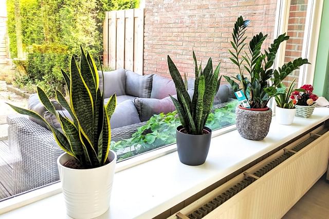 Plants in a north-facing window