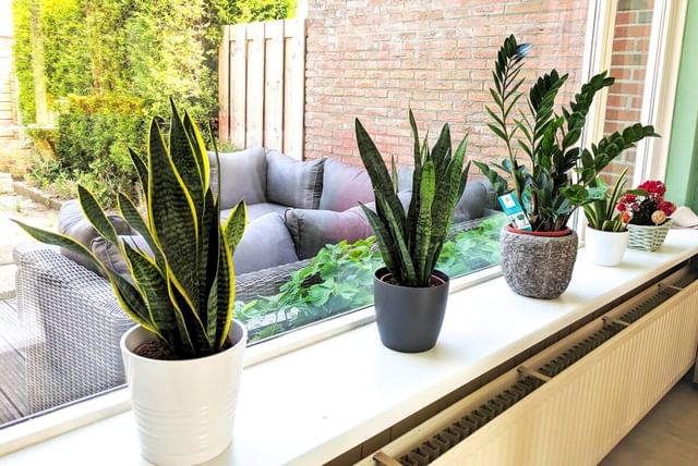 Planten in een venster op het noorden