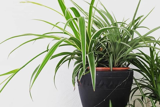 spider-plant.jpg