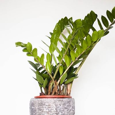 Potted ZZ Houseplant in Natural Wood