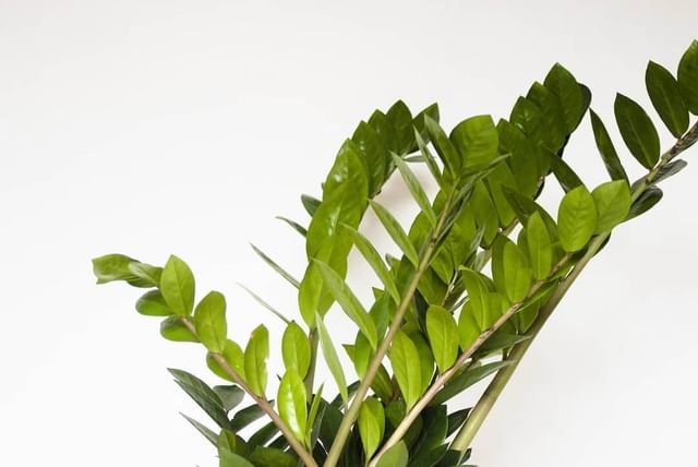 zz-plant.jpg