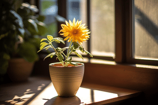 Flower growing indoors Flower growing indoors