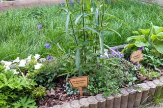 Flowers in the border next to grass Flowers in the border next to grass