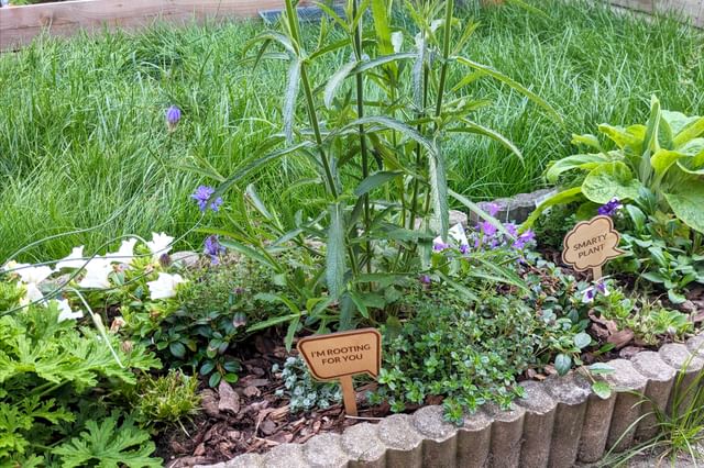 Bloemen in de border naast gras Bloemen in de border naast gras