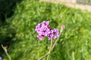 Flower in garden Flower in garden