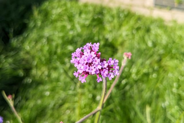 flower-in-garden.jpg