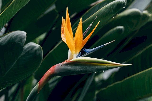 Flower on a bird of paradise