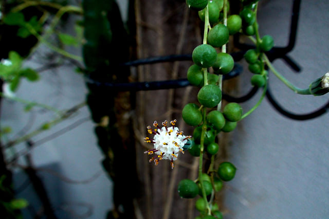 Flowers on a string of pearls