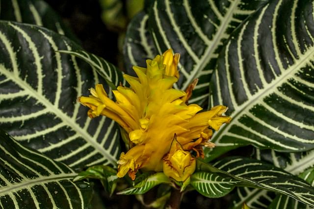 Flower on a Zebra plant