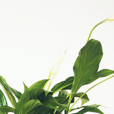 1 x SPATHIPHYLLUM 'Vrede LILLY' donkergroen huis gezonde plant in pot