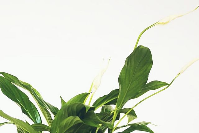 How to care for a Peace Lily