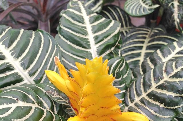 A flowering Zebra plant