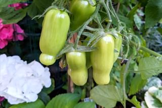 Flowers next to tomato plant Flowers next to tomato plant