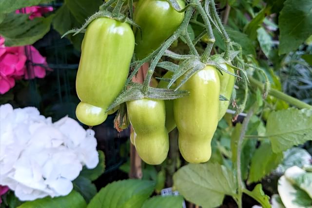 Bloemen naast tomatenplant Bloemen naast tomatenplant
