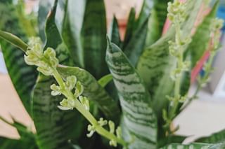 Flowers on a sansevieria Flowers on a sansevieria