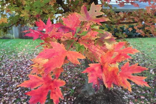 freeman-maple-foliage.jpeg