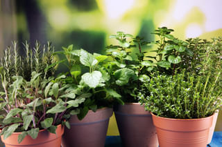 Fresh Aromatic Herbs Fresh Aromatic Herbs