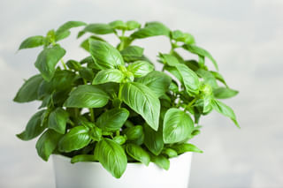 Fresh basil Fresh basil
