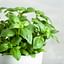How to start an indoor herb garden