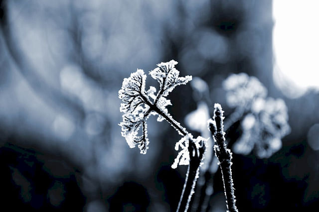 Frozen plant in the winter