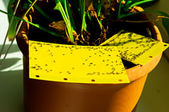How to get rid of fungus gnats on houseplants